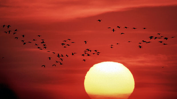Sandhill cranes